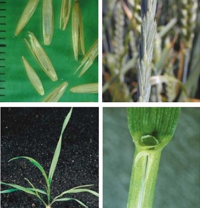 Common couch at four growth stages